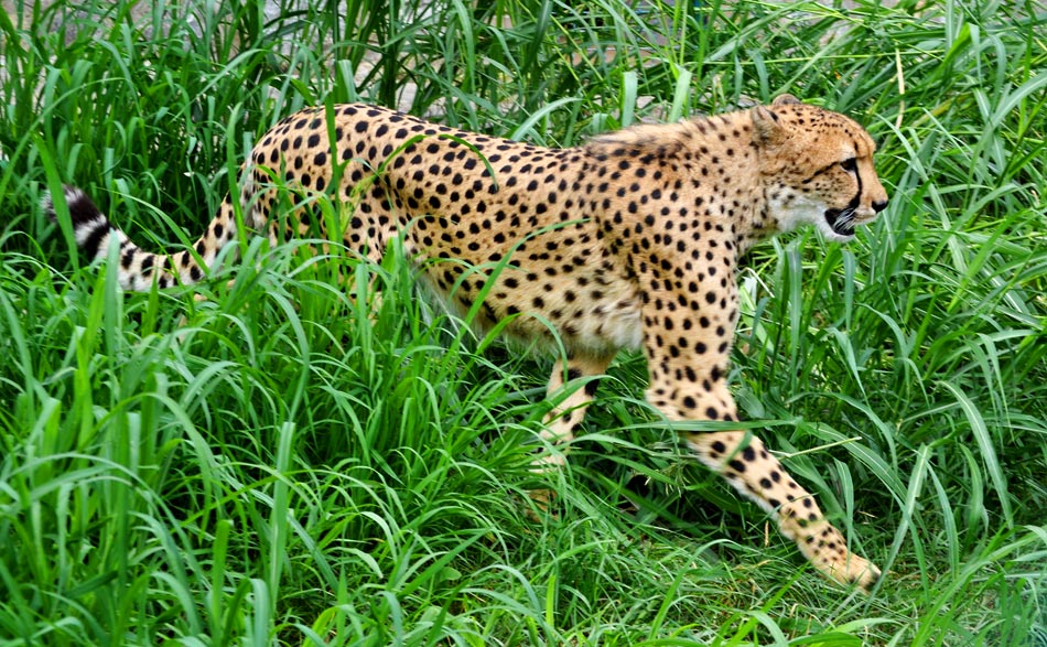 Gepard_Zoran_Rajic_1