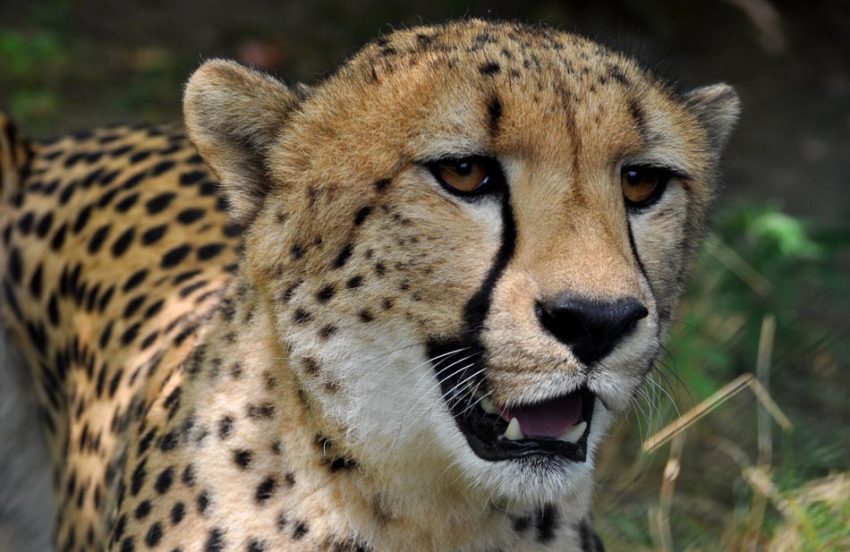 Gepard_Zoran_Rajic_2