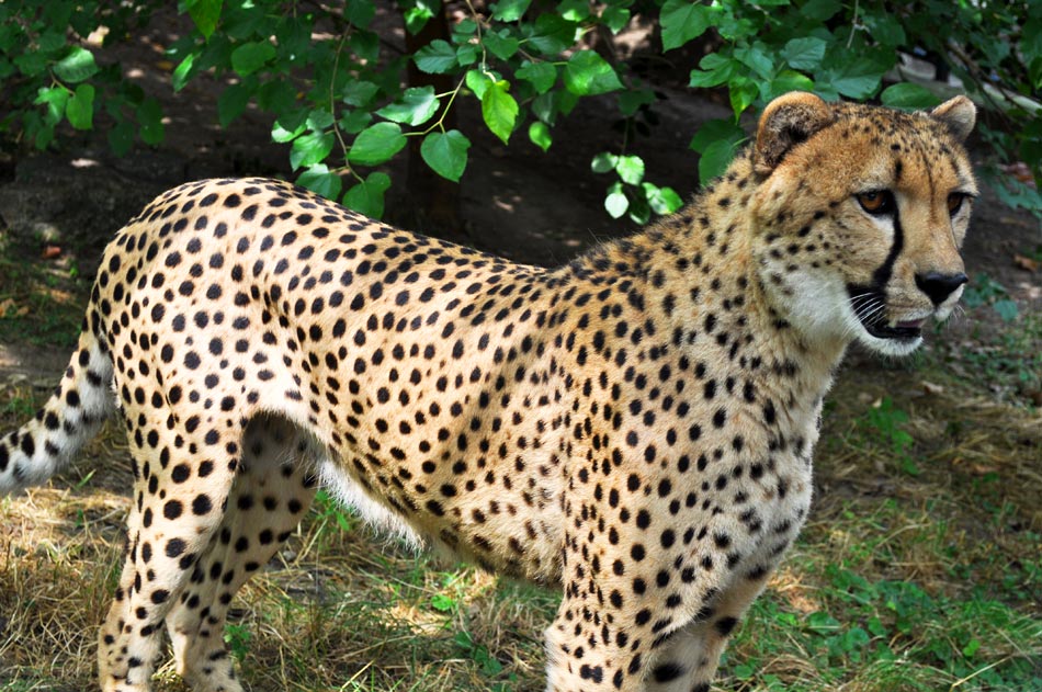 Gepard_Zoran_Rajic_3