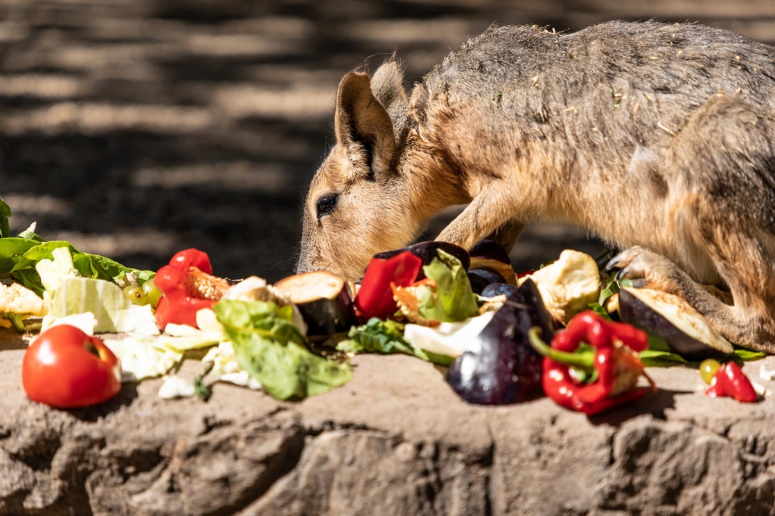 Beogradski Zoo Vrt