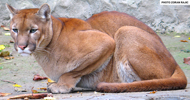 puma, beo zoo vrt