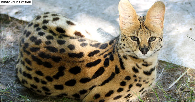 serval