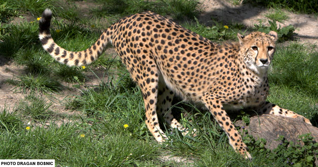 gepard beogradski zoo vrt