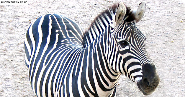 zebra