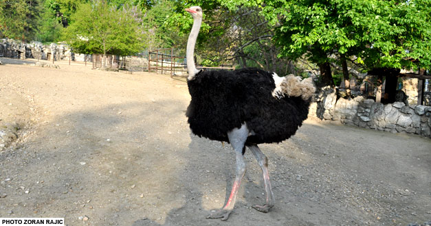 noj beogradski zoo vrt