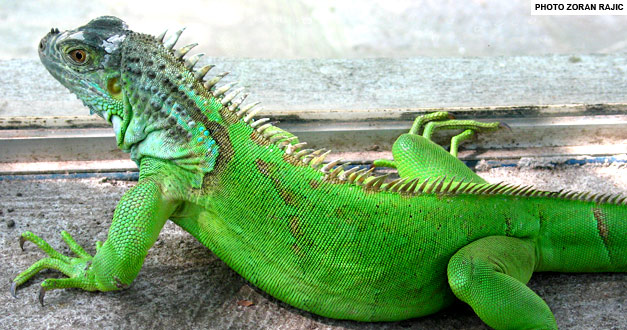 zelena iguana