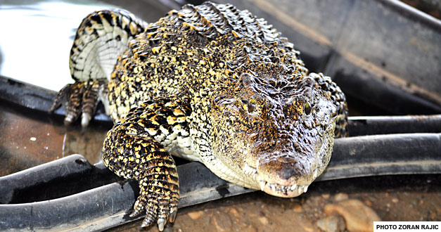 kubanski krokodil zoo vrt beograd