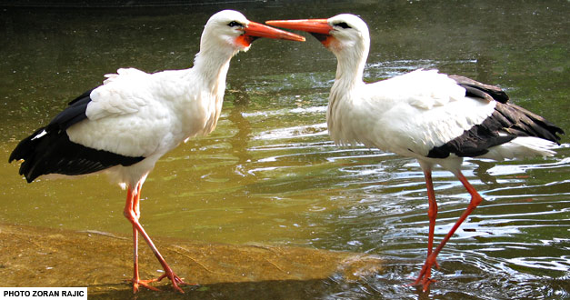 centralni bazen, bela roda - beo zoo