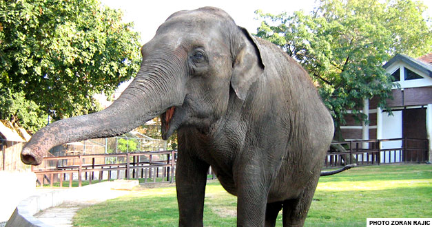 Azijski slon beogradski zoo vrt