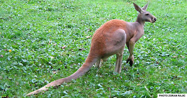 crveni-kengur-beo-zoo-vrt