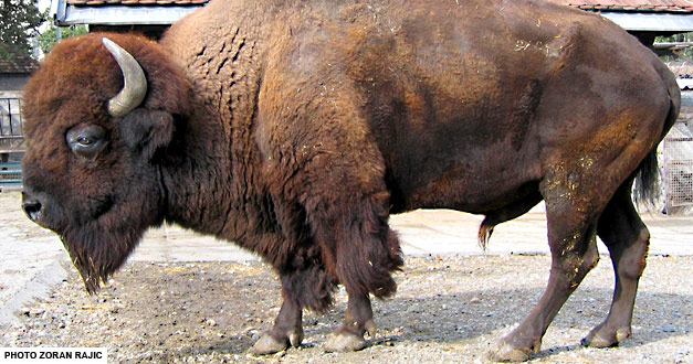 bizon-beo zoo