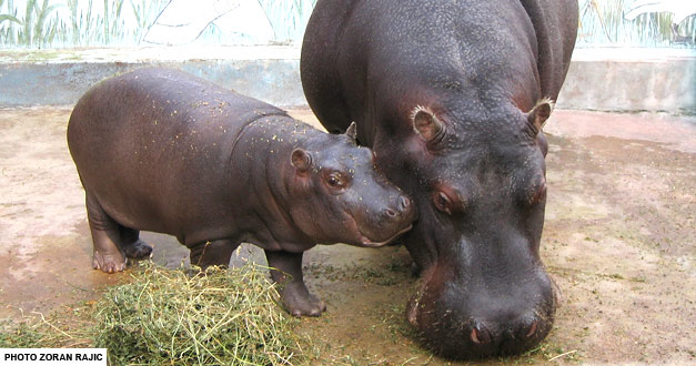 nilski konj beo zoo vrt