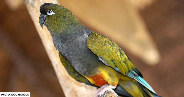 papagaj-patagonac-beo-zoo-vrt 2