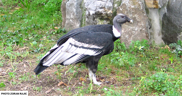 andski-kondor