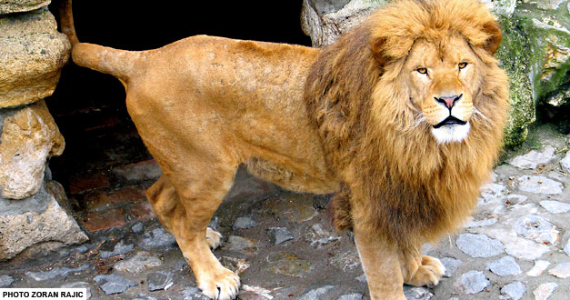 africki lav