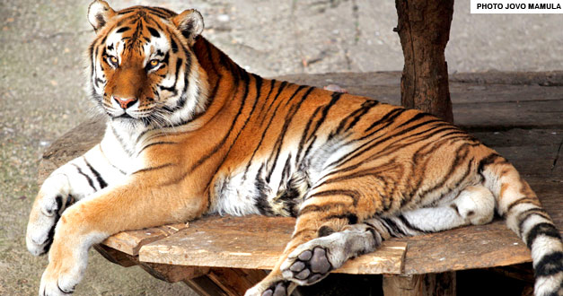 sibirski tigar