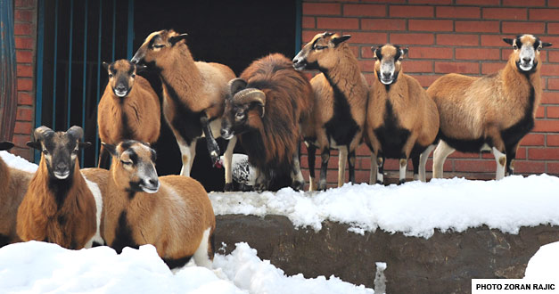 SOMALIJSKA OVCA beo zoo