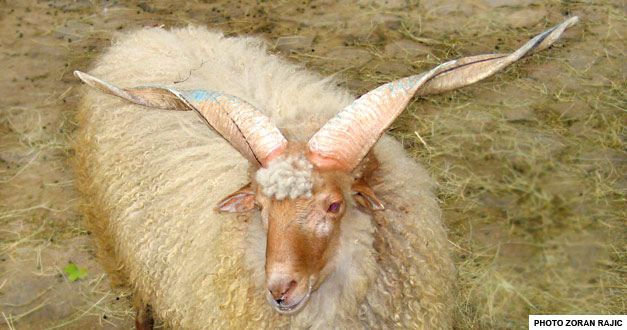 Racka ovca