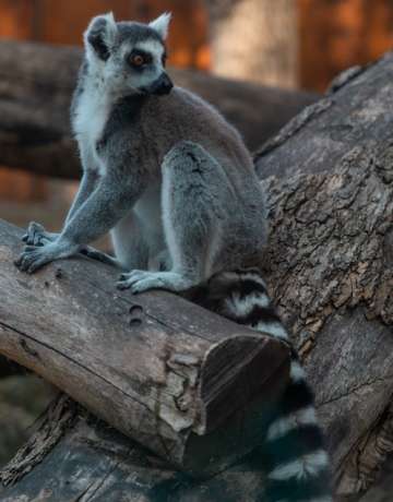 Beogradski Zoo Vrt