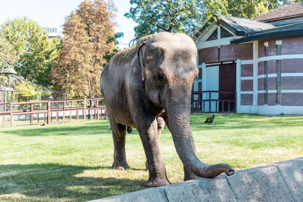 Beogradski Zoo Vrt