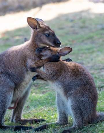 Beogradski Zoo Vrt