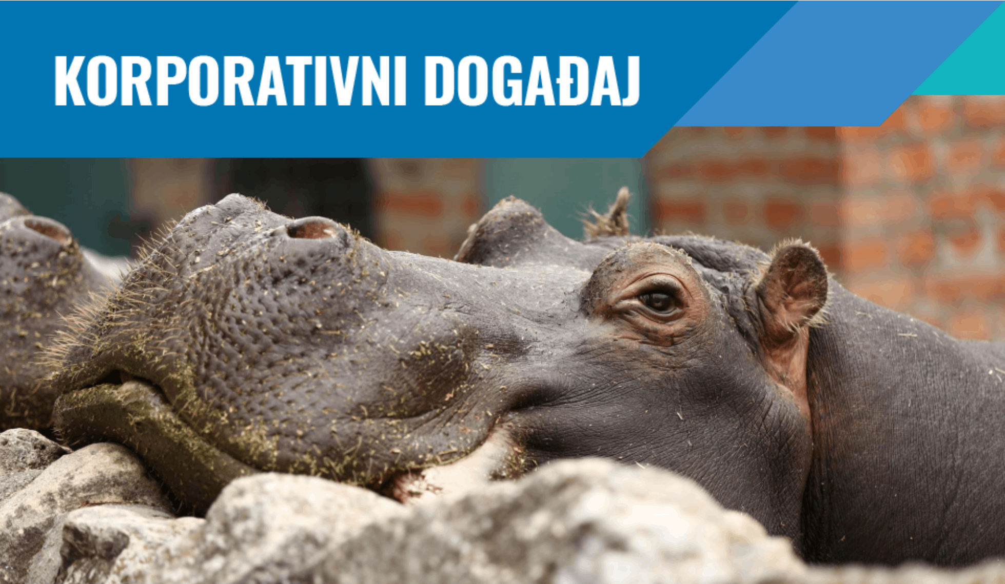 korporativni dogadjaji u beo zoo vrtu