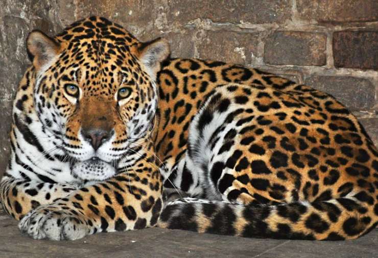 jaguar u beo zoo vrtu