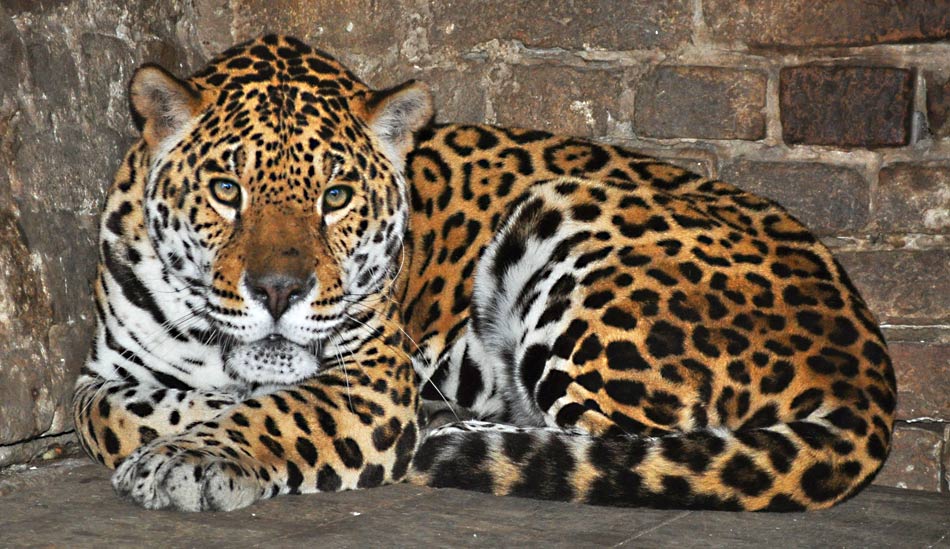 jaguar u beo zoo vrtu