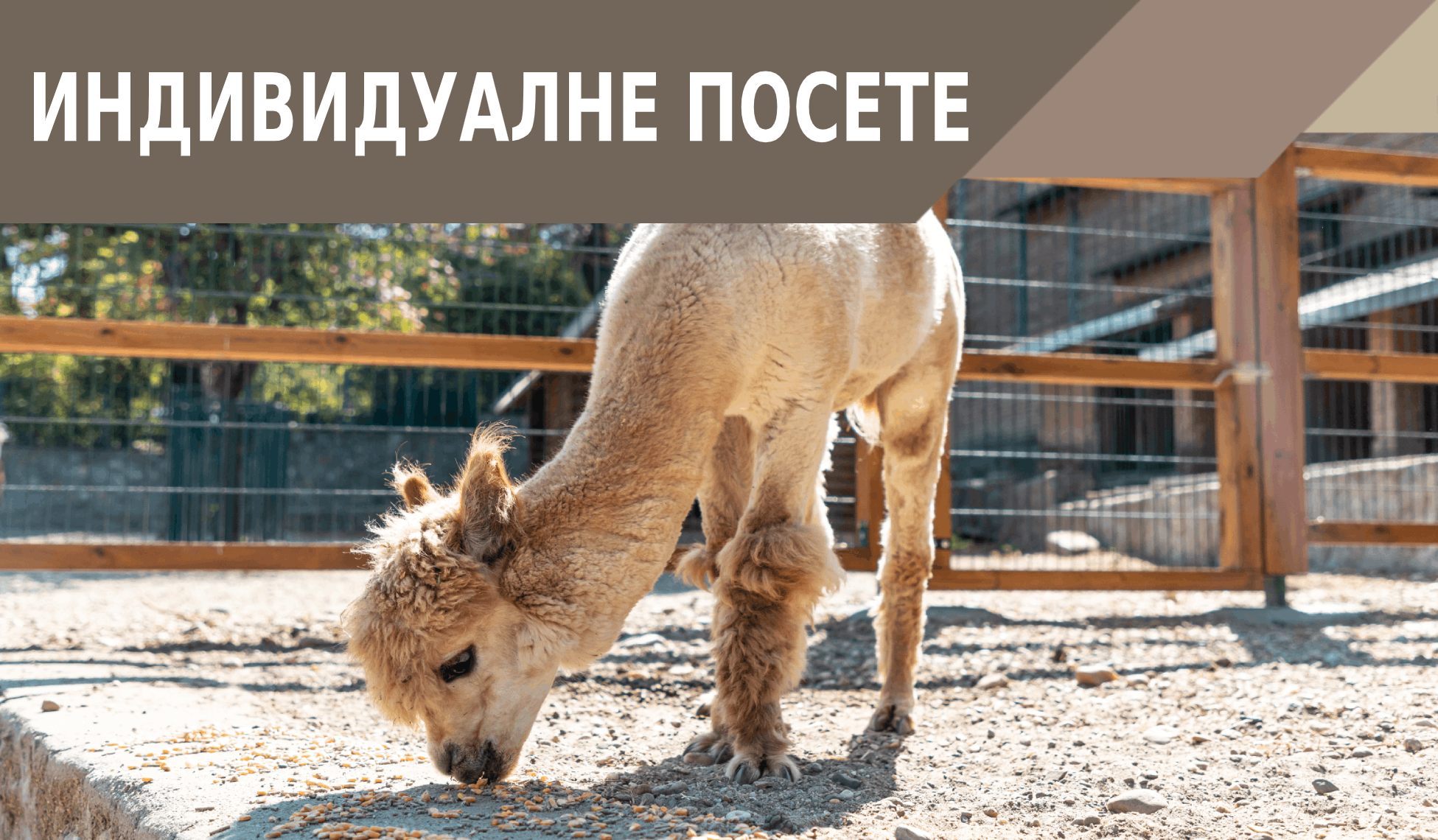 IND PAKET3 ЋИР ИНДИВИДУАЛНЕ ПОСЕТЕ БЕО ЗОО ВРТ