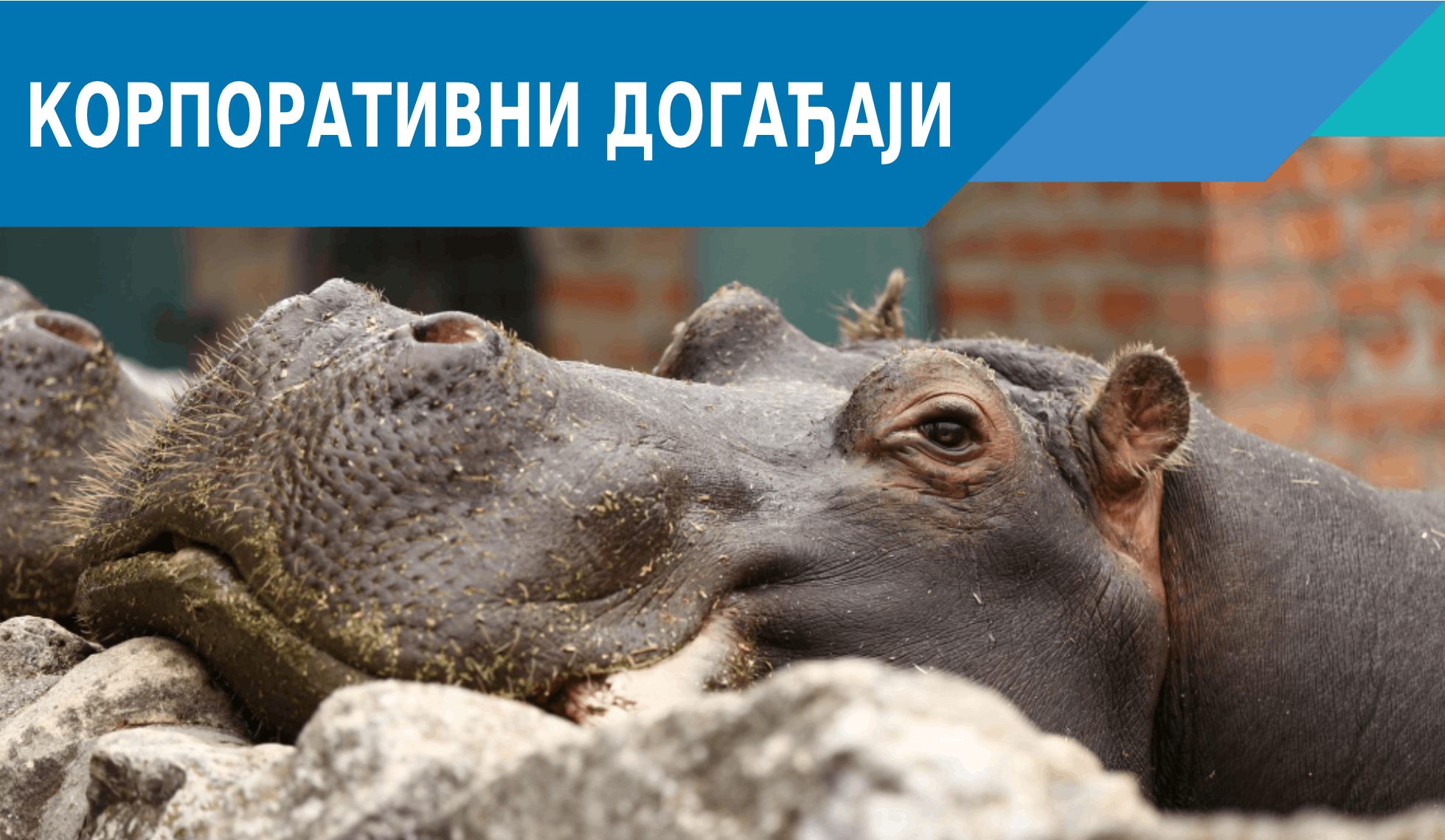 header korporativa ЋИР header korporativa ЋИР