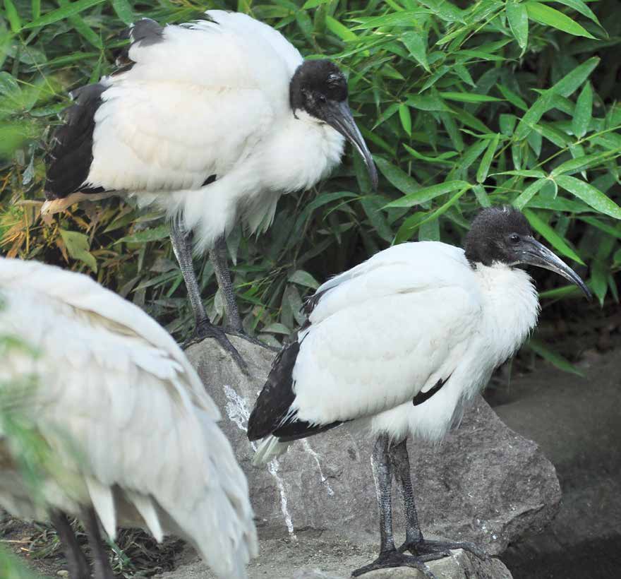 africki-sveti-ibis_01_pdf-strana-78