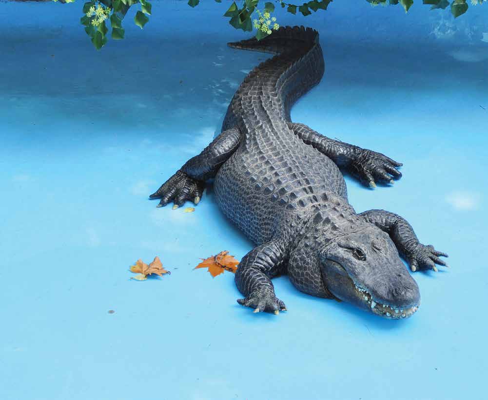 americki-aligator_01_pdf-strana-128