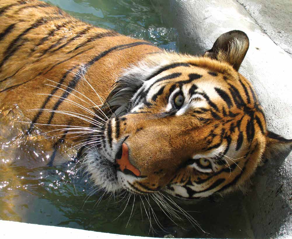 bengalski-tigar_01_pdf-strana-64