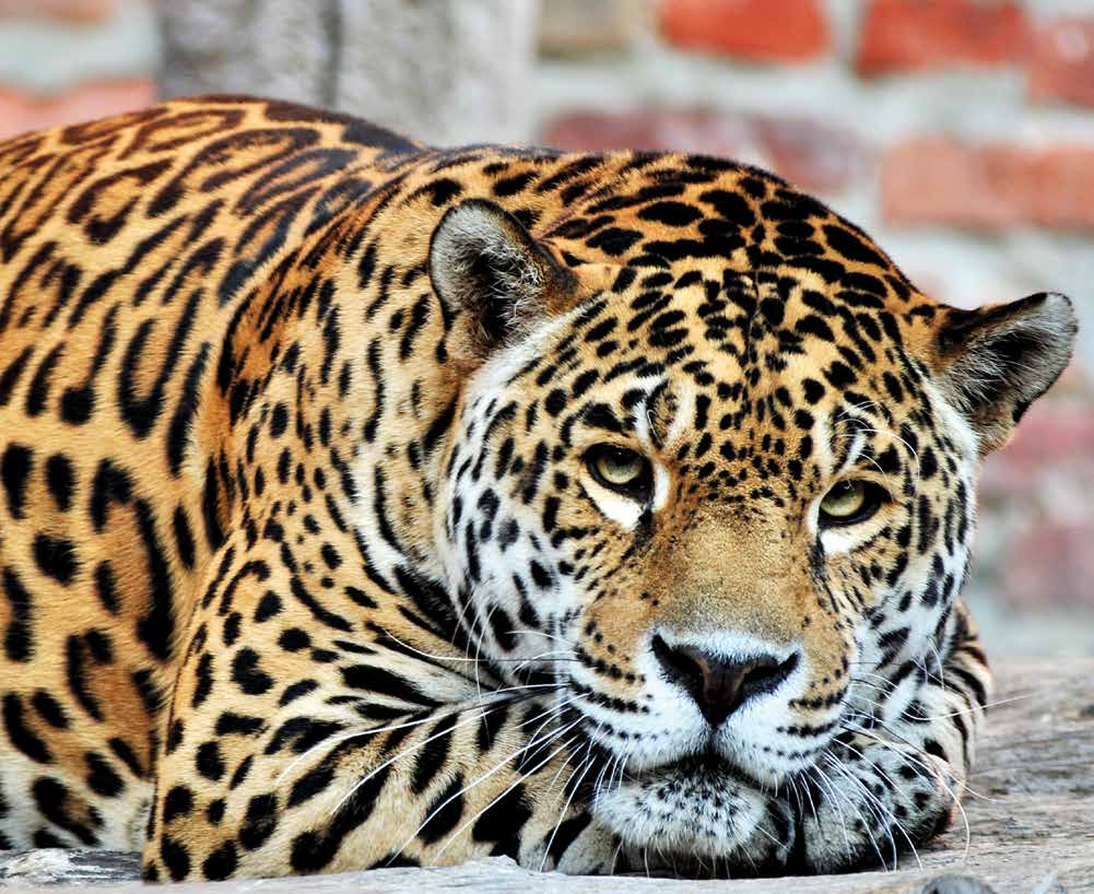 jaguar_01_pdf-strana-33