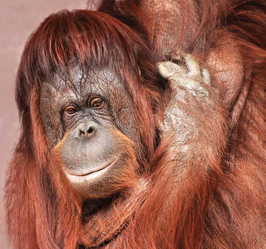 orangutan-sa-bornea_01_pdf-strana-50
