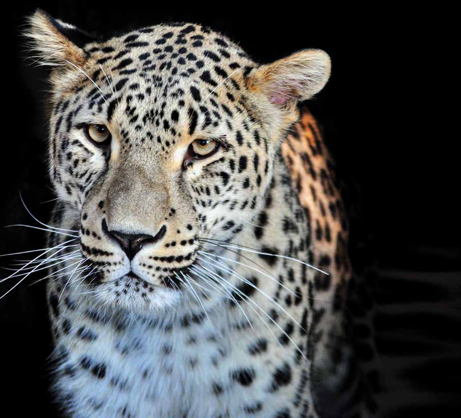 persijski-leopard_01_pdf-strana-40