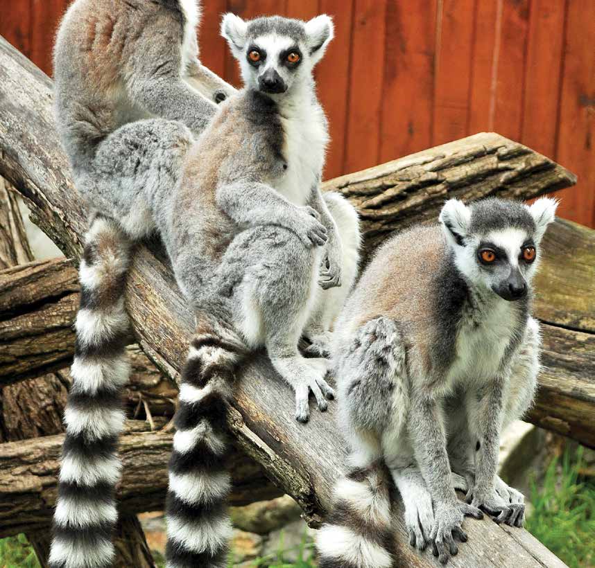 prstenorepi-lemur_01_pdf-strana-56